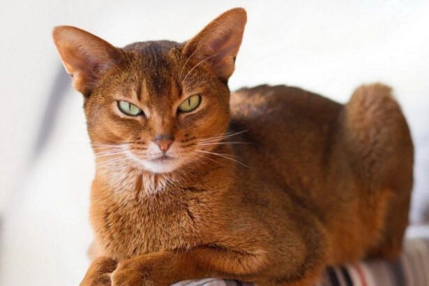 Abyssinian Cat