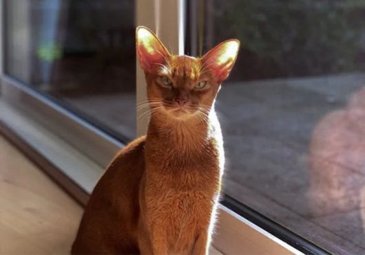 Abyssinian Cat