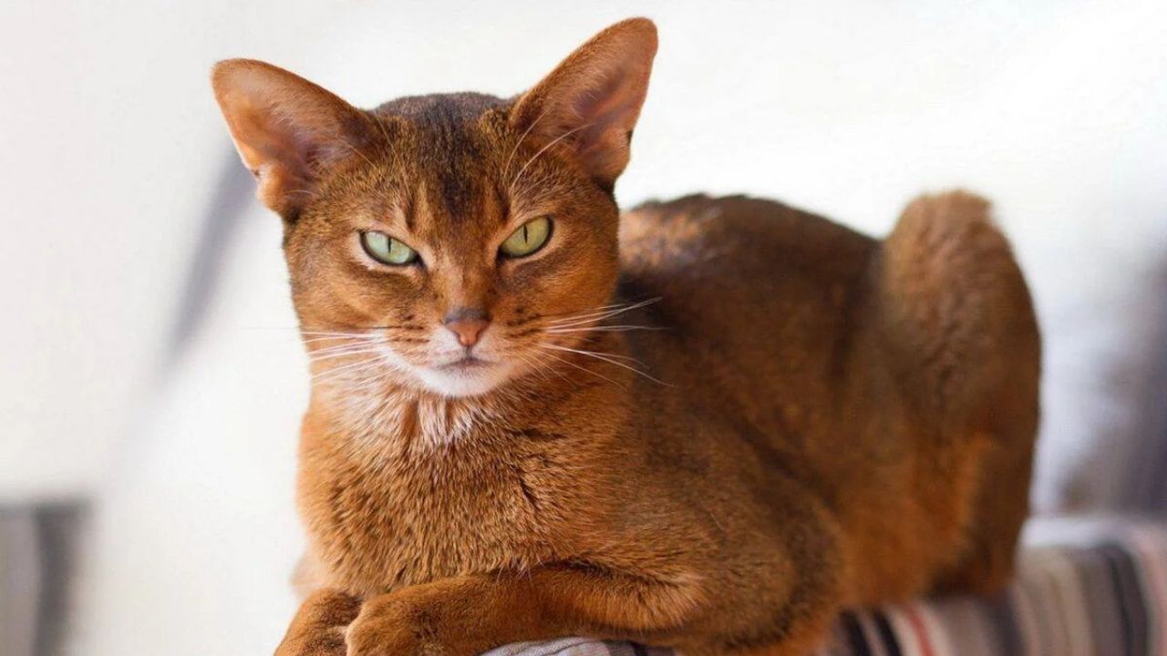 Abyssinian Cat