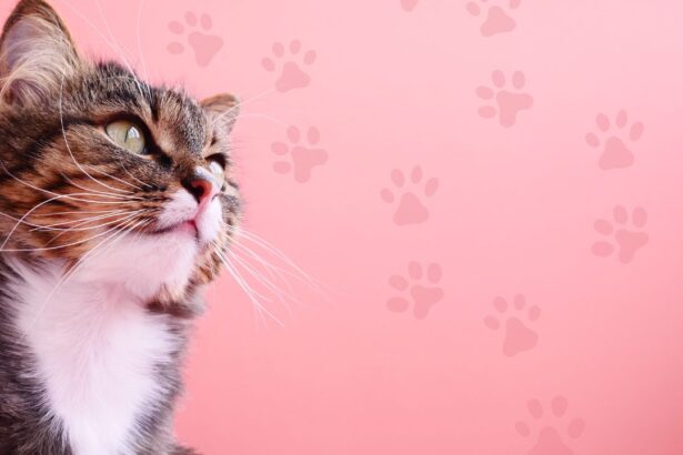 Cat Protection Neutering Scheme: A Comprehensive Guide