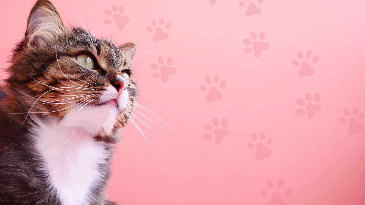 Cat Protection Neutering Scheme: A Comprehensive Guide