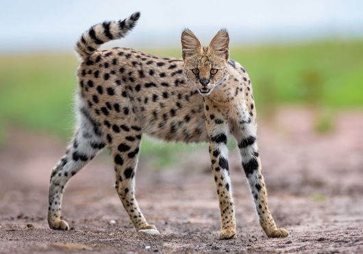 Serval cat