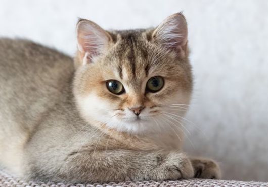 British Chinchilla Cat