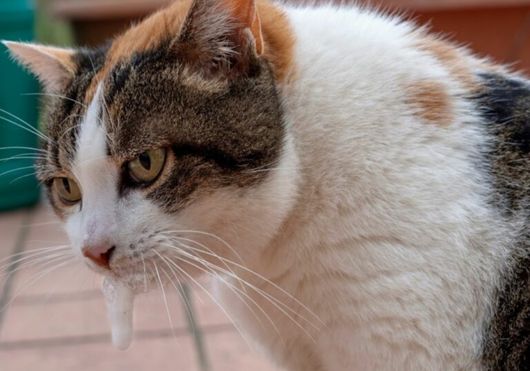 Causes of foamy vomiting in cats