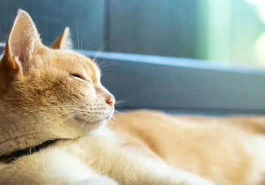 Causes of Heatstroke in Cats