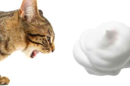 The cat is vomiting white foam: what to do?