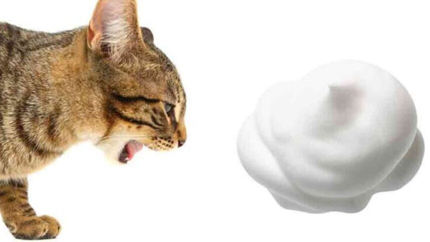 The cat is vomiting white foam: what to do?