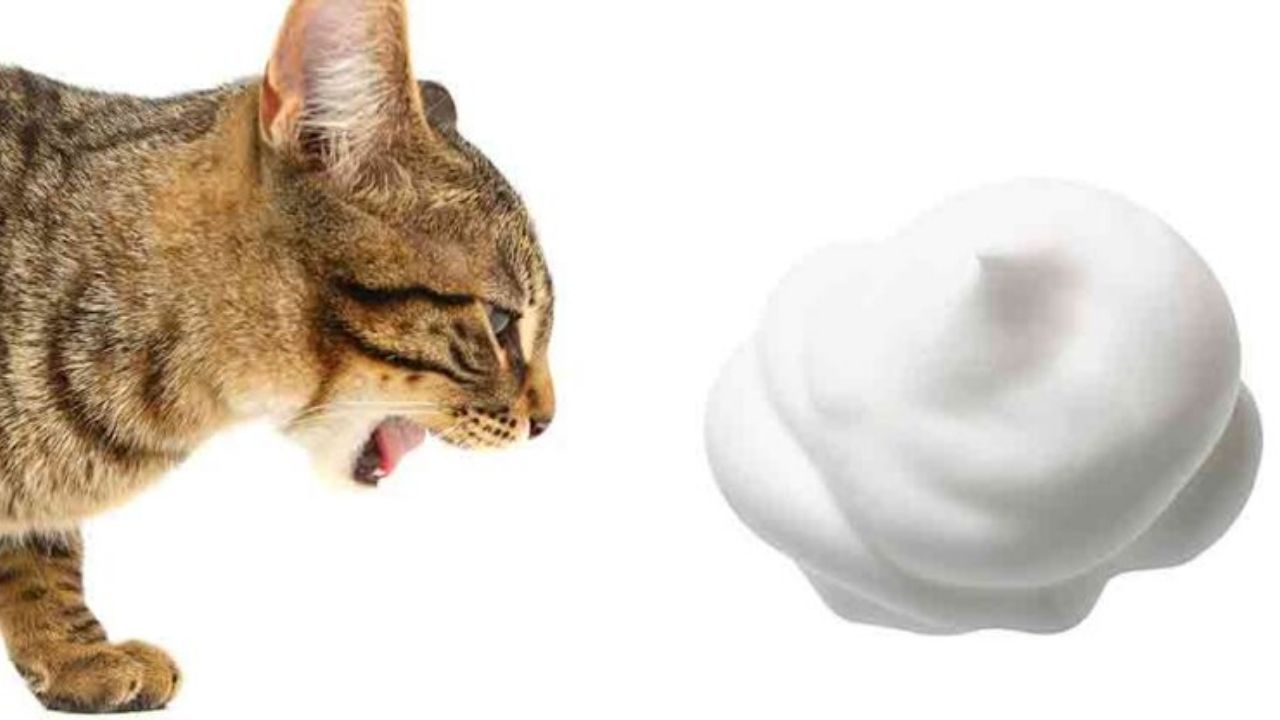 The cat is vomiting white foam: what to do?