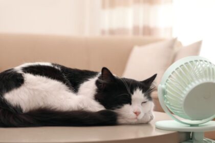 Heatstroke In A Cat