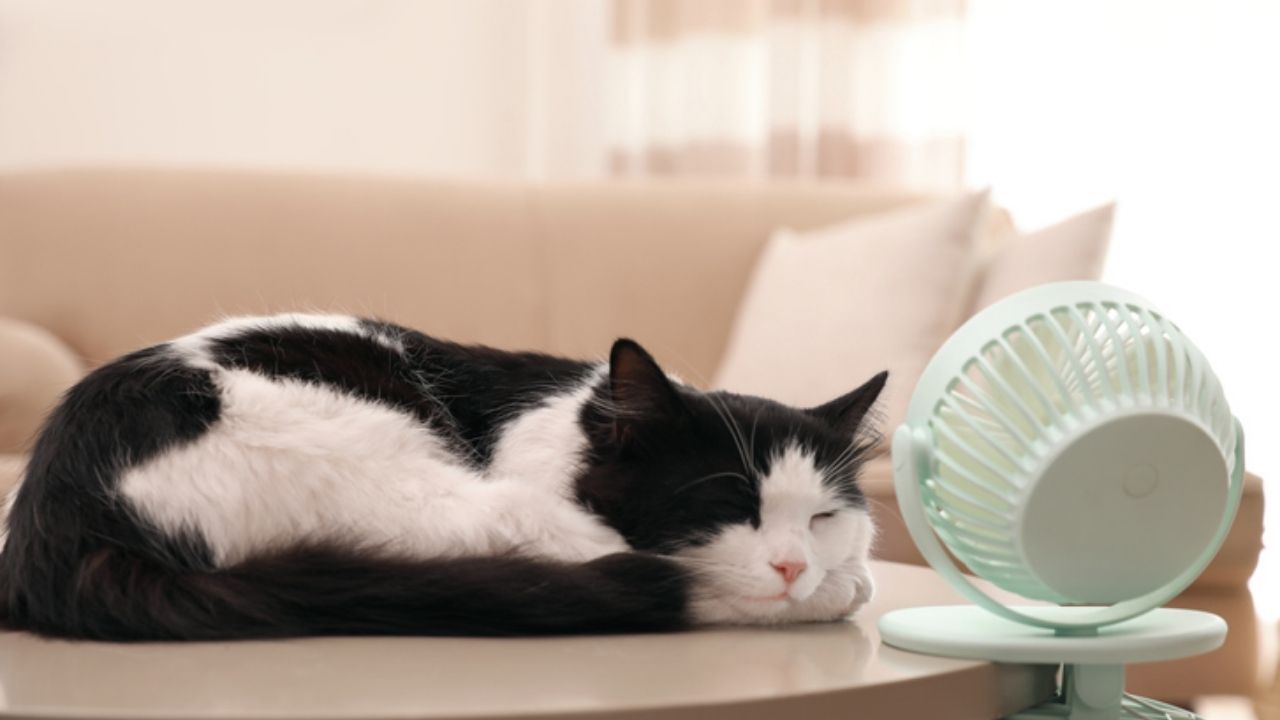 Heatstroke In A Cat