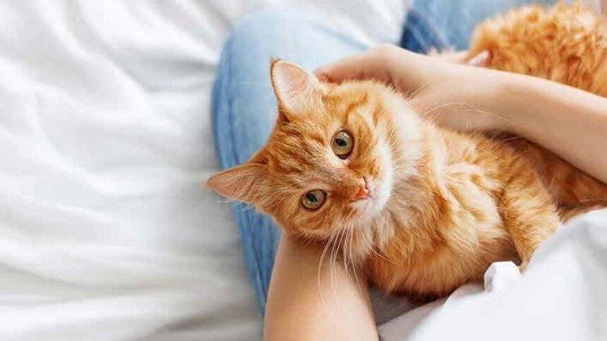 How To Choose The Right Kitten?