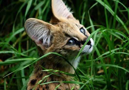 Serval cat