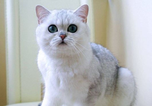 British Chinchilla Cat