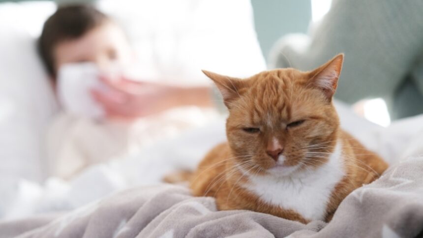 Cat Allergies In Children