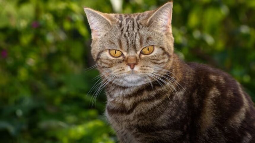 Scottish Straight Cat