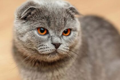 Scottish Fold Cat