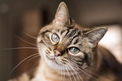 50 Interesting Facts About Cats