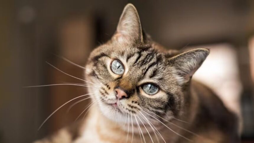 50 Interesting Facts About Cats