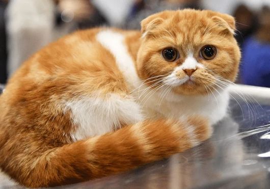 Scottish Fold Cat