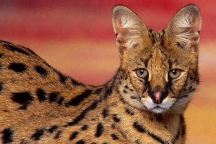 Serval cat