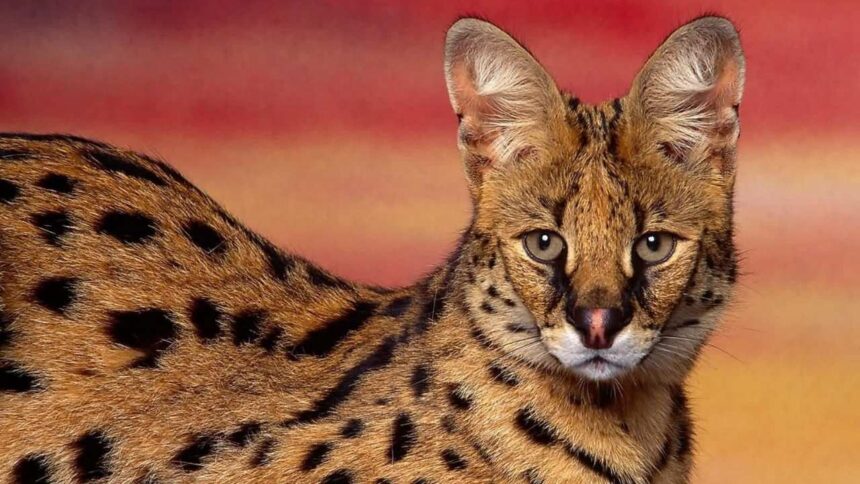 Serval cat