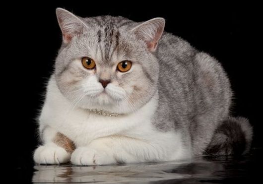 Scottish Straight cat