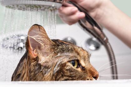 How To Wash A Cat