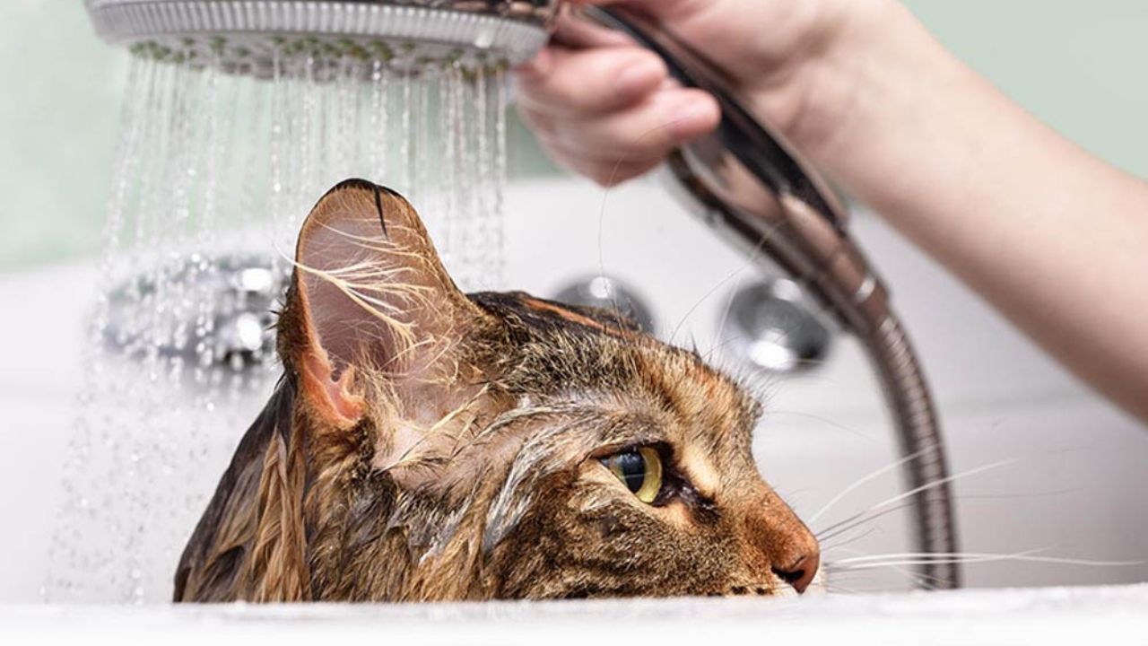 How To Wash A Cat