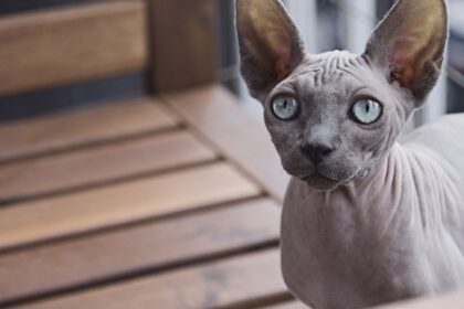 Donskoy Sphinx Cat