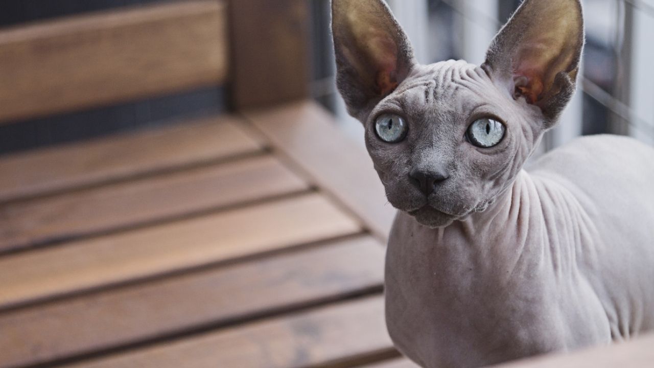 Donskoy Sphinx Cat