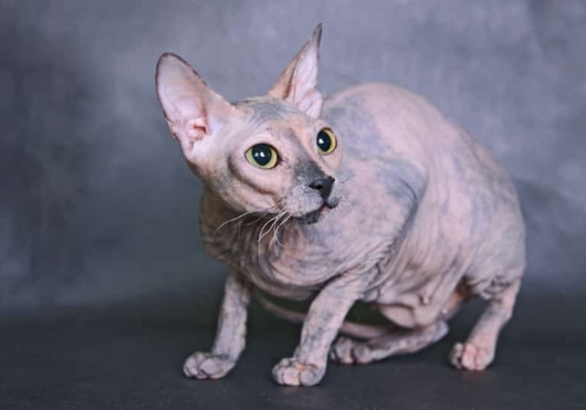 Photos of Don Sphynx cats