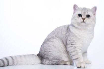 British Chinchilla Cat