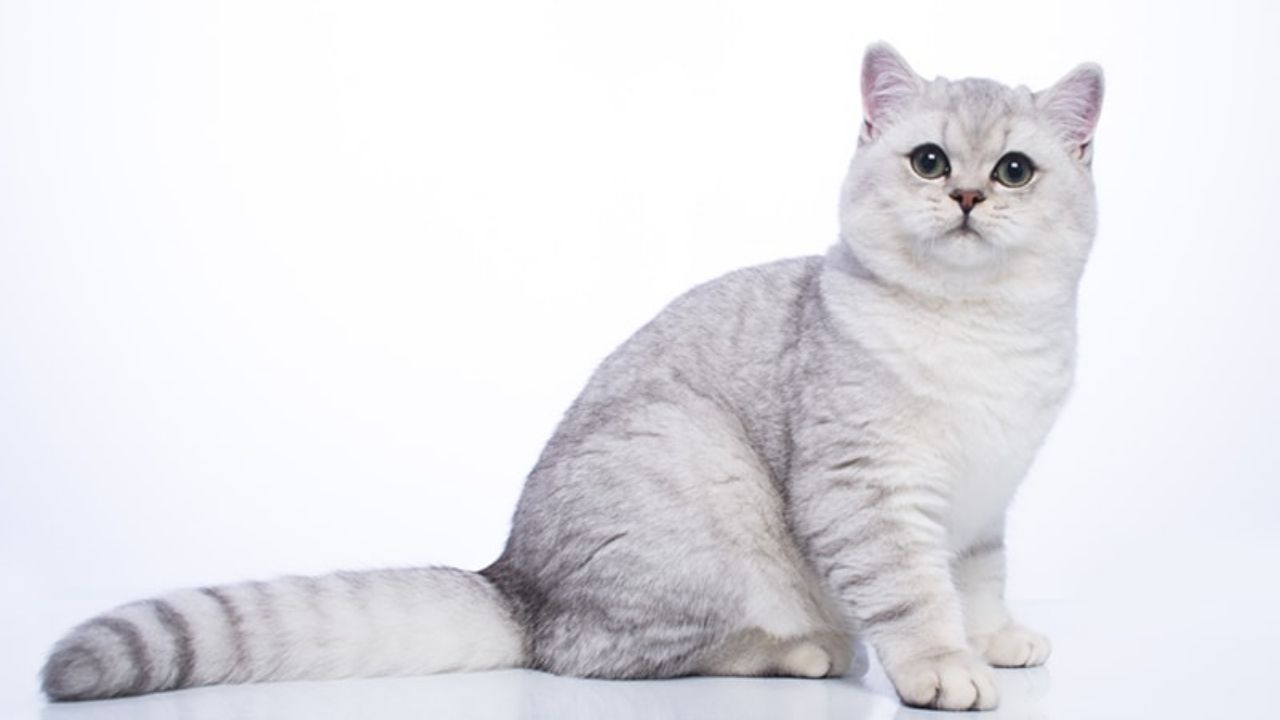 British Chinchilla Cat