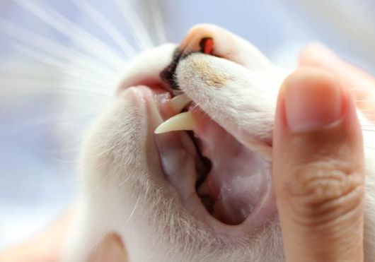 Tooth loss in an adult cat
