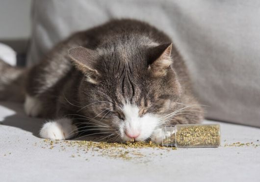 What Does Catnip Do to a Cat?