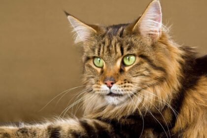 Maine Coon