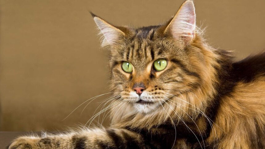 Maine Coon