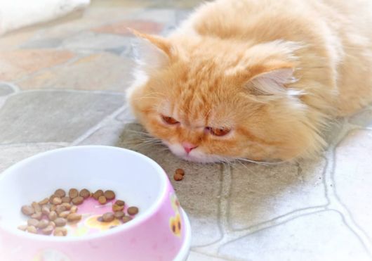 why a cat stopped eating food