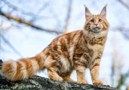 Maine Coon Sizes at Different Ages