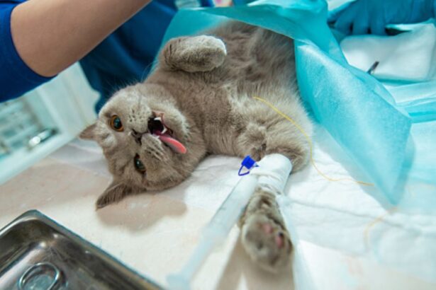 Castration Of A Cat