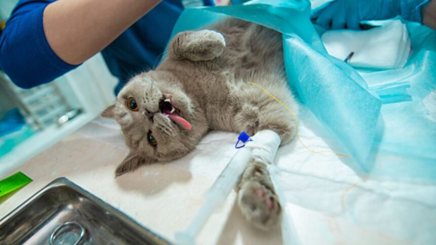 Castration Of A Cat