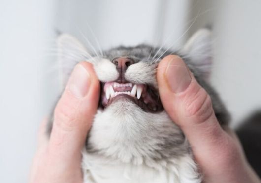 What diseases can cause a cat to lose teeth?