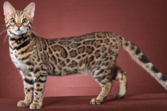 Bengal Cat