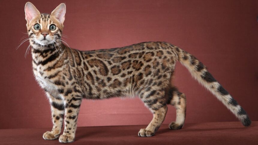 Bengal Cat