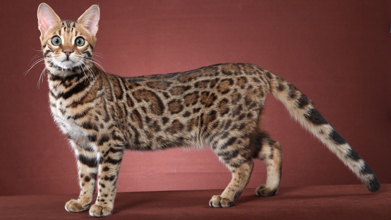 Bengal Cat