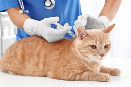 Vaccinations For Cats