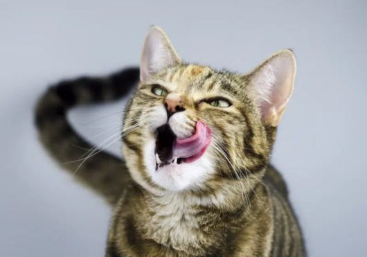 Can Cats Taste Spicy Food?