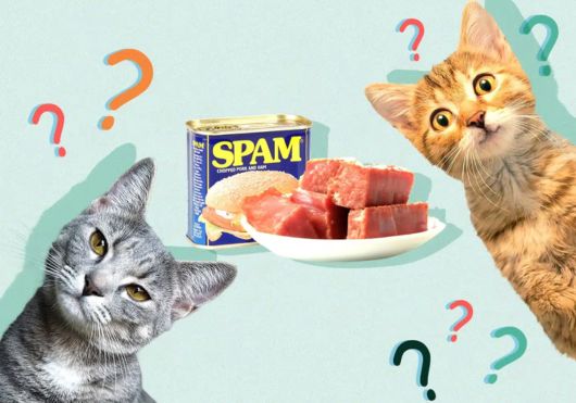 Can Cats Eat SPAM?