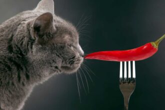 Can Cats Taste Spicy Food