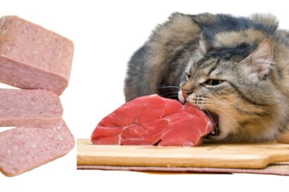 Can Cats Eat Spam?